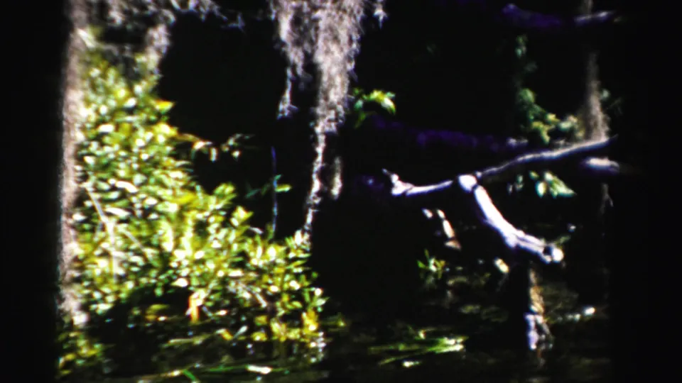 1955 Dade County 8mm frame showing moss hanging from trees above bright wetland plants and dark still water.