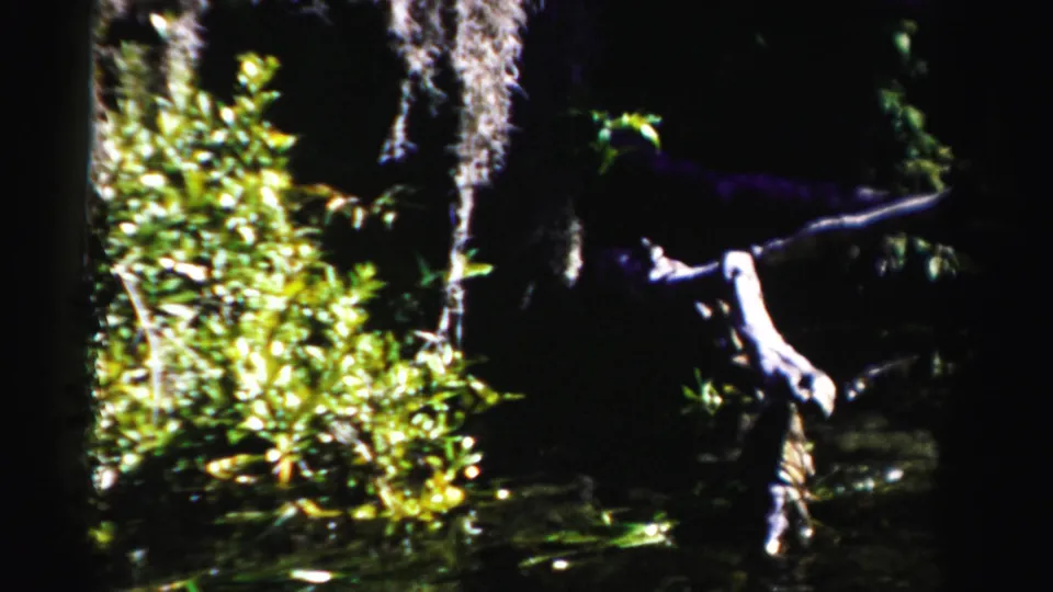1955 Dade County swamp frame with hanging moss, shadowed trunks, bright foliage, and a pale branch above still water.