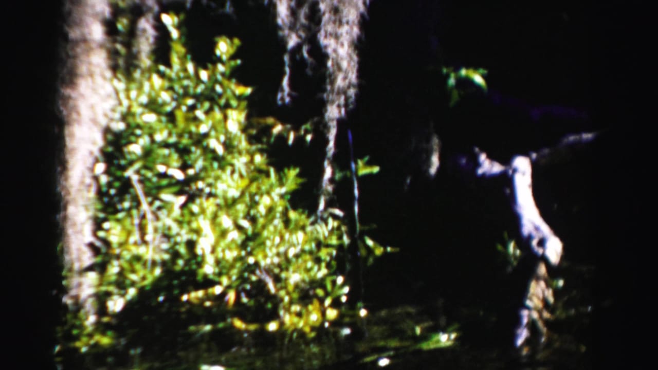 Dense swamp foliage and hanging moss lit against dark water.
