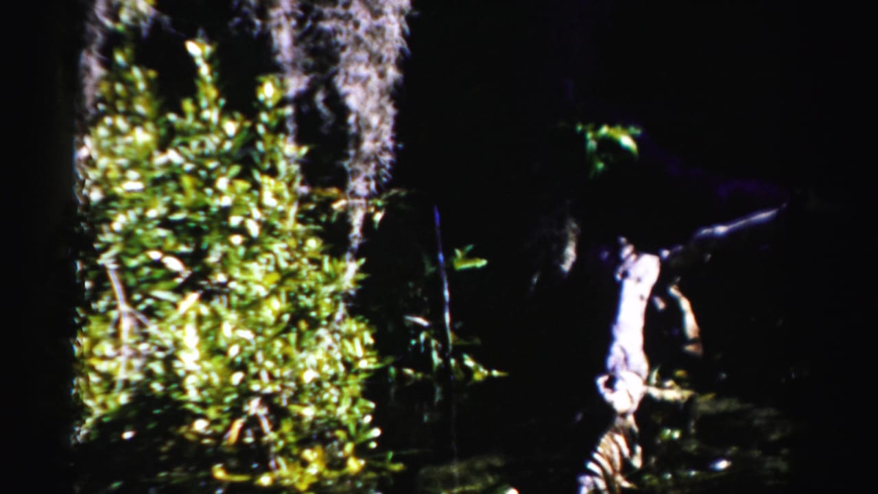 1955 Dade County, Florida frame with pale driftwood, hanging moss, and dense swamp plants in darkness.