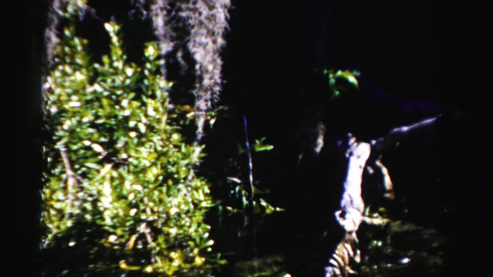 1955 Dade County, Florida frame with pale driftwood, hanging moss, and dense swamp plants in darkness.