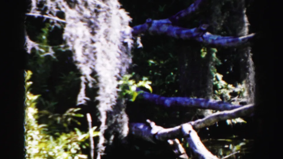 1955 Dade County, Florida 8mm frame showing low driftwood branches, moss, and leaves over shadowed swamp water.