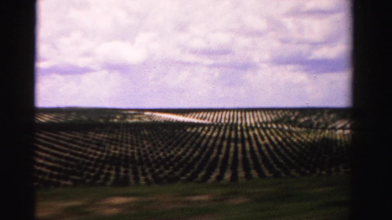 1955 Dade County, Florida footage shows planted rows of young trees viewed from a moving roadside perspective.