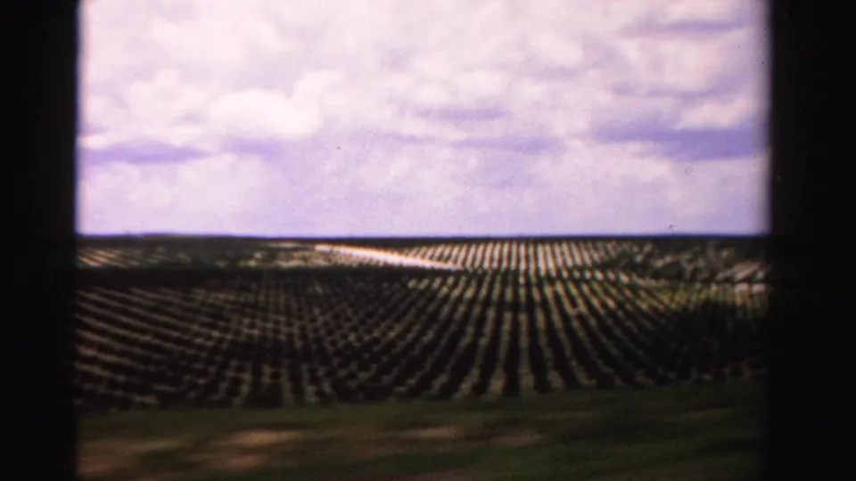 1955 Dade County, Florida footage shows planted rows of young trees viewed from a moving roadside perspective.