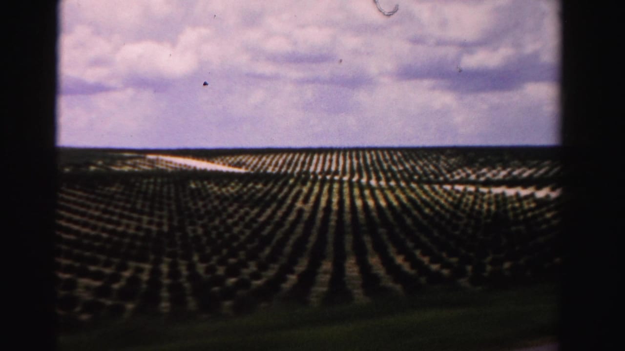 Tree rows continue across open land with a pale cloudy sky above.