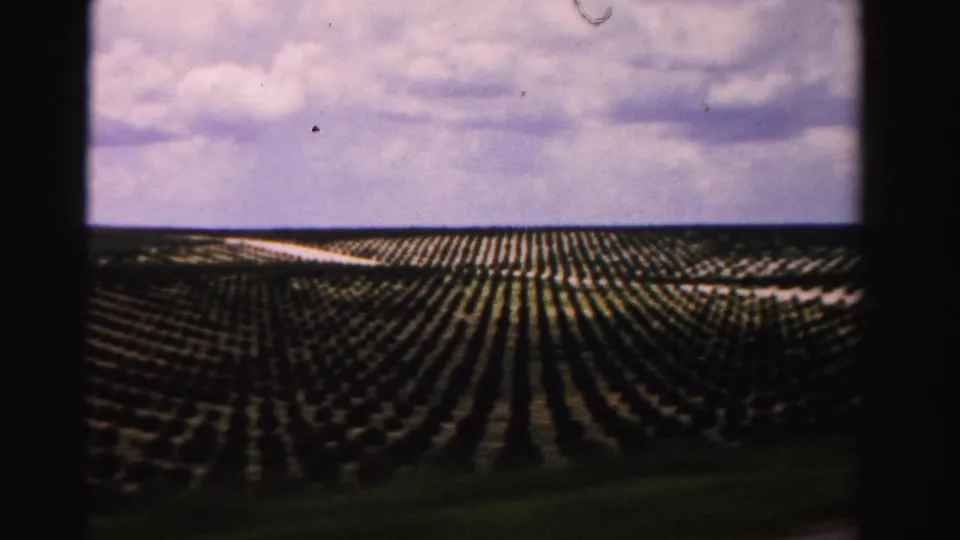 A moving 8mm view in Dade County, Florida shows a tree farm with long planted rows and soft horizon detail.