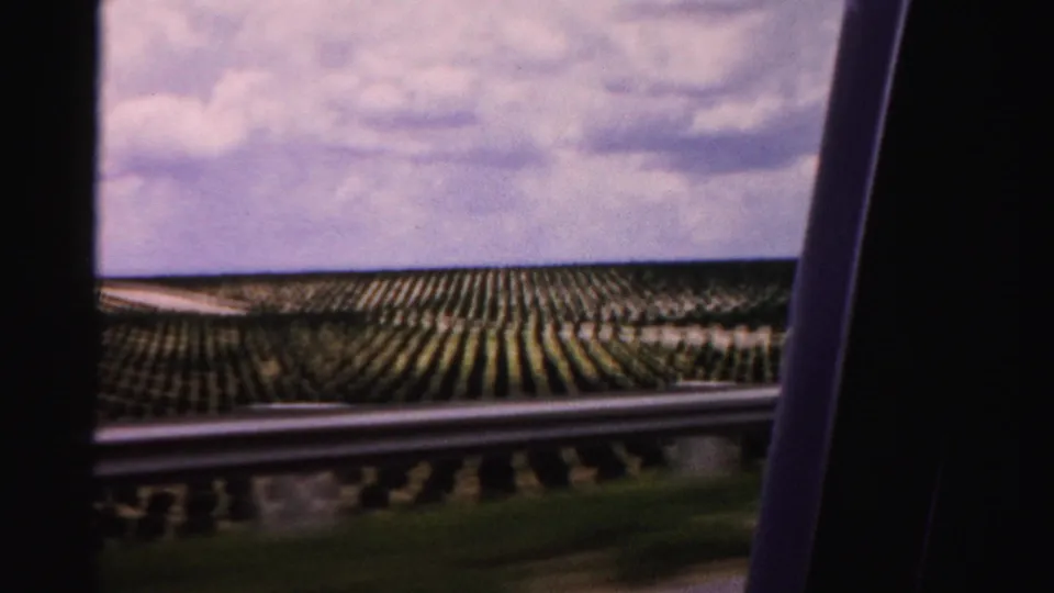 From a moving vehicle, the 1955 Florida footage shows roadside guardrail, a dark vehicle edge, and planted tree rows beyond.