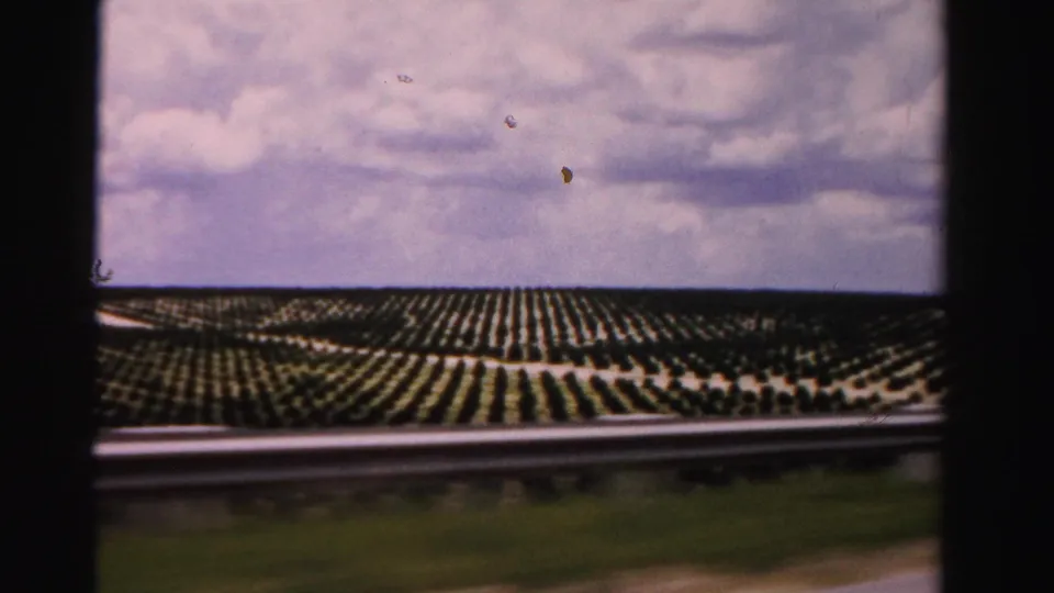 The moving vehicle view continues past a Dade County tree farm, with guardrail in front and rows of young trees beyond.