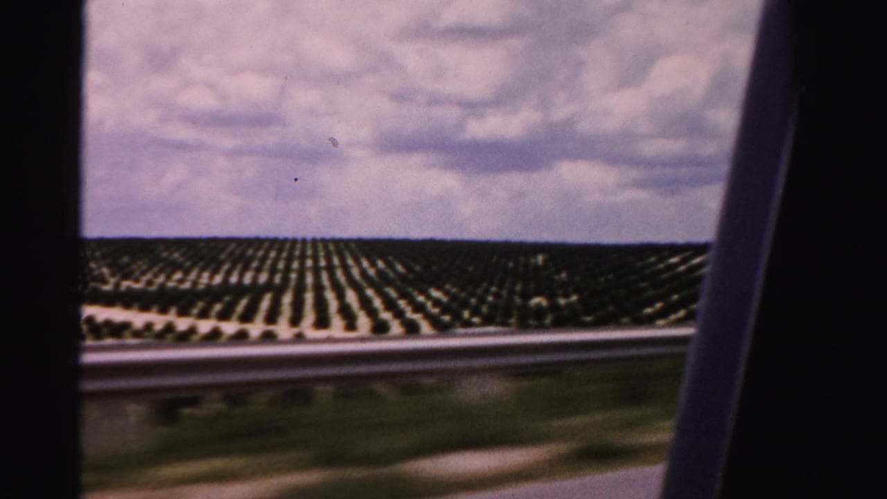 Rows of crops and a guardrail seen from a moving vehicle.
