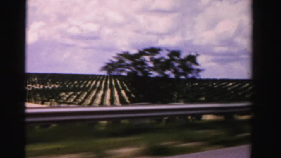 1955 Florida roadside footage shows field rows, a guardrail, and passing trees blurred by vehicle motion.