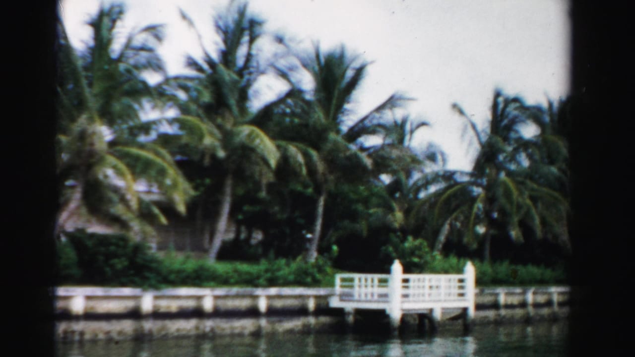 Palm-lined canal with a white dock and low seawall across the water.