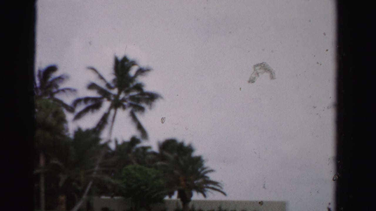 1955 Dade County 8mm frame showing palm trees, greenery, and a low white wall beneath a gray sky.