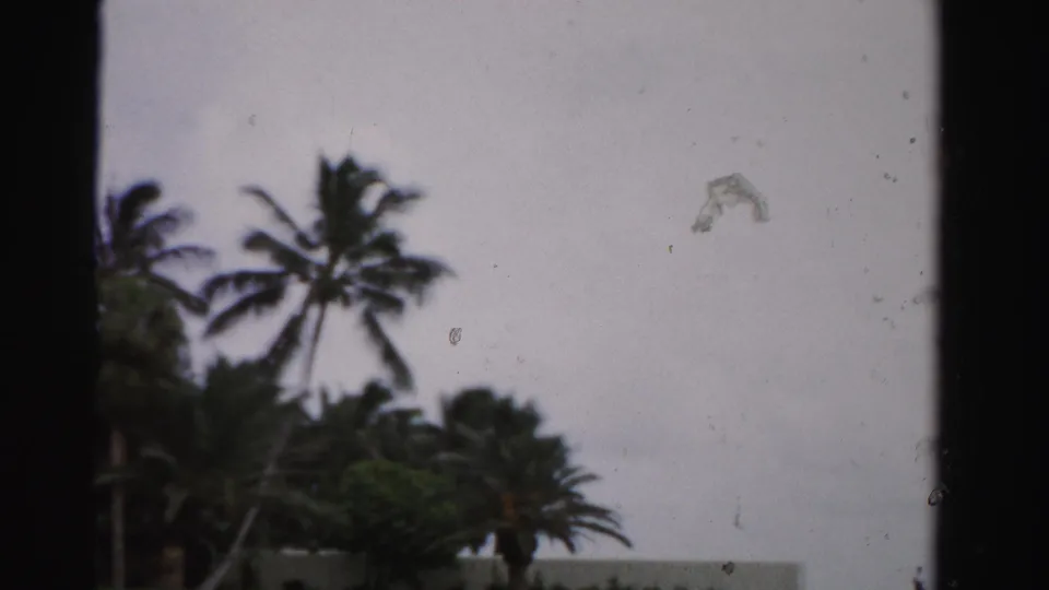 1955 Dade County 8mm frame showing palm trees, greenery, and a low white wall beneath a gray sky.