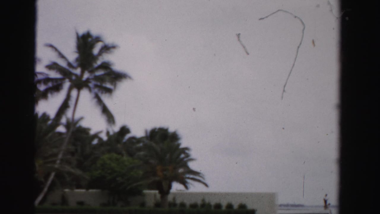 1955 Dade County frame with wind-blown palms, a low wall, distant shoreline, and a small person near the water.