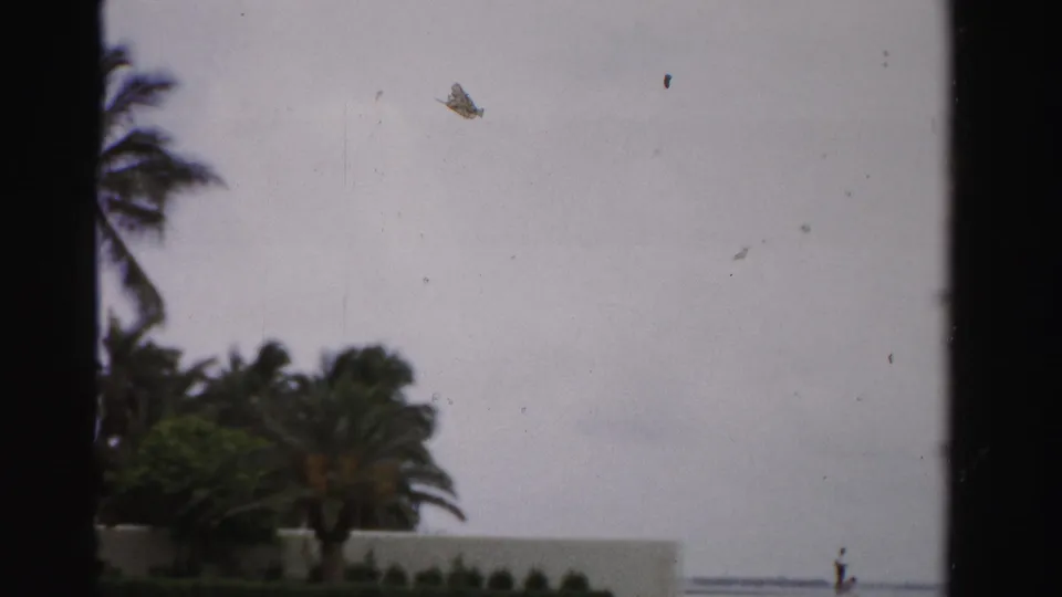 1955 Dade County 8mm frame with cropped palms, planted greenery, low wall, gray sky, and a faint shoreline.
