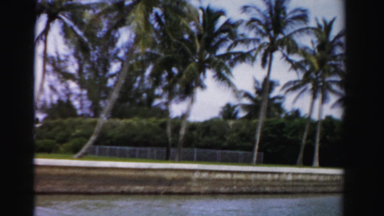 Canal edge with coconut palms, seawall, fence, and dark 8mm frame borders.