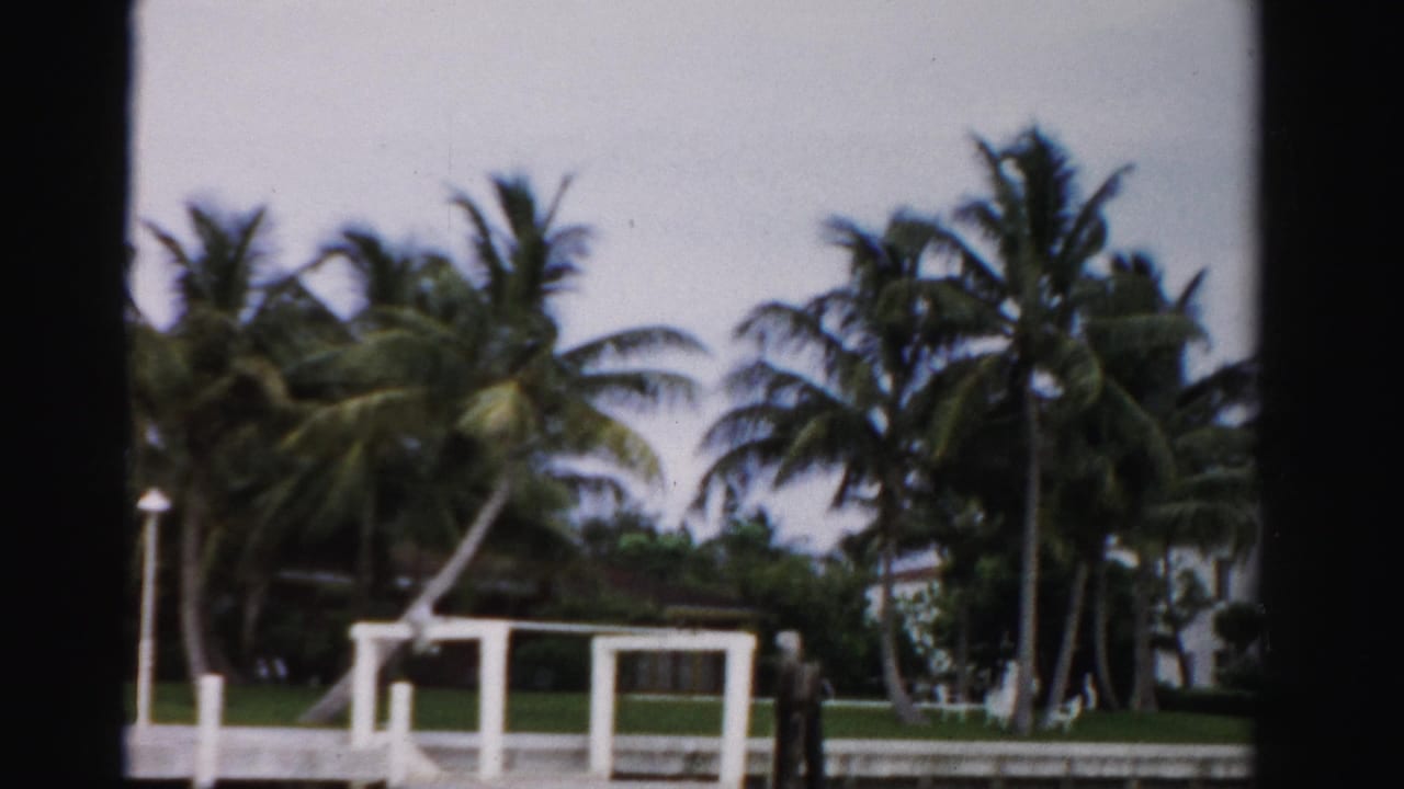 Dade County shoreline with palms, a white dock structure, lawn, and a distant dark vertical shape near the water.
