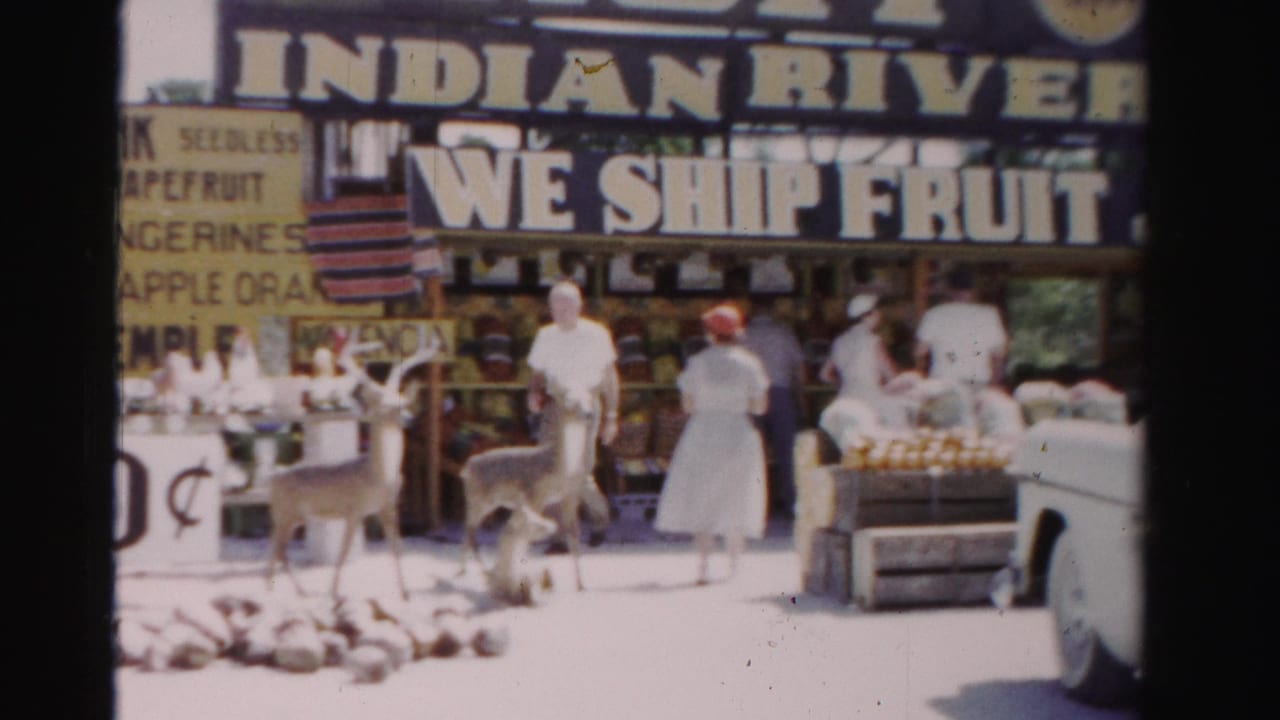1955 Florida roadside fruit stand frame with Indian River signage, customers in summer clothing, deer near the counter, and visible produce displays.
