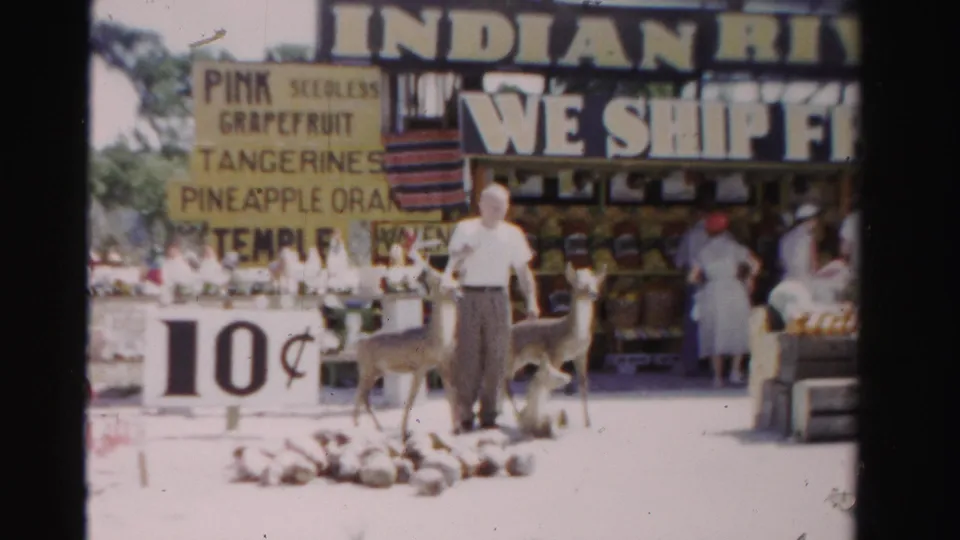 1955 Florida home-movie frame of the fruit stand with a 10-cent sign, deer, shoppers, and large Indian River roadside lettering.