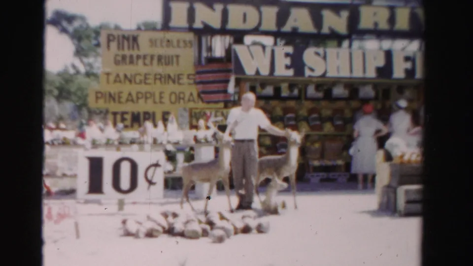The man extends a hand toward one of the small deer as shoppers stand near fruit displays under the Indian River shipping sign.