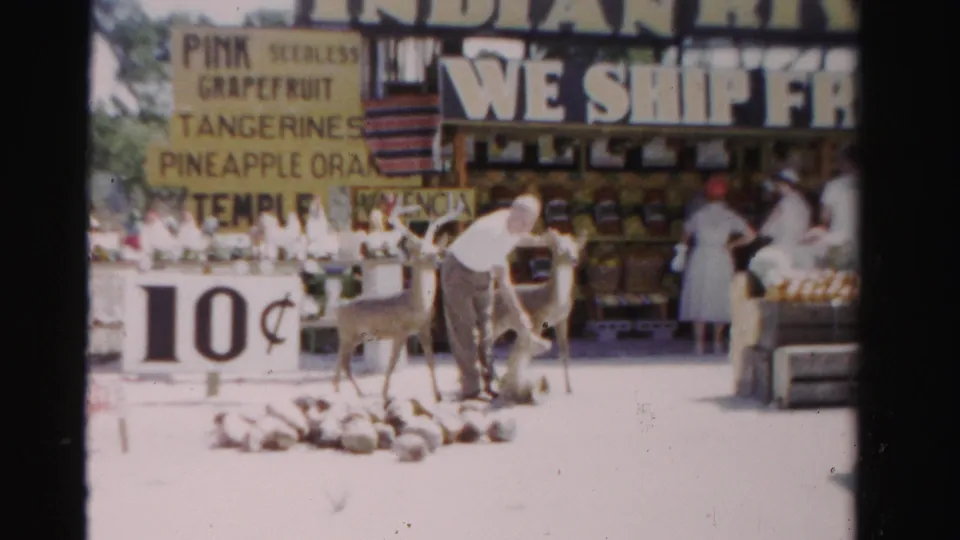 At the Florida fruit stand, the man bends down toward a deer while coconuts or produce lie on the ground near the 10-cent board.