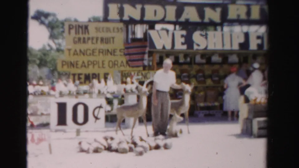 The man stands close to one small deer at the Dade County roadside stand, with women shoppers and fruit displays visible behind him.