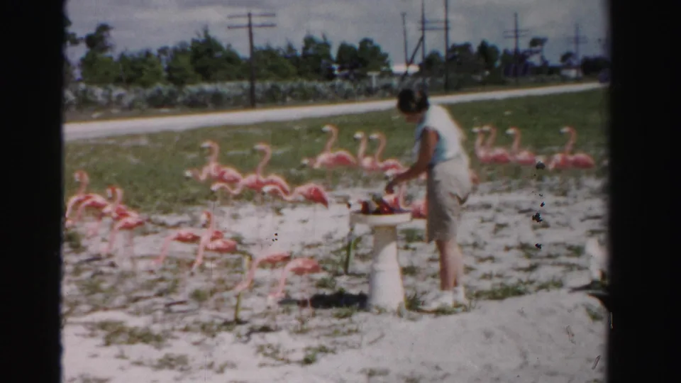 The 1955 home-movie frame shows the woman leaning toward the small pedestal while pink flamingo ornaments fill the foreground and background.
