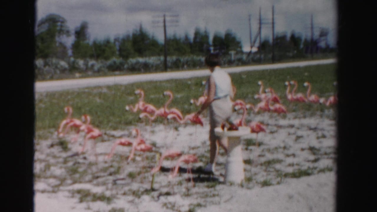 In 1955 Dade County, Florida, a woman in light summer clothes walks through a yard filled with pink flamingo lawn ornaments.