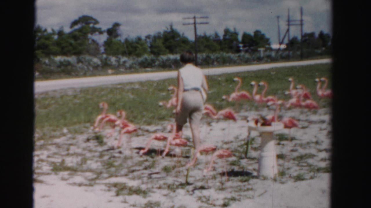 The woman walks away from the camera through pink flamingo lawn ornaments in a Dade County roadside yard.
