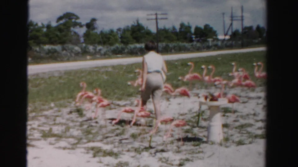 The woman walks away from the camera through pink flamingo lawn ornaments in a Dade County roadside yard.
