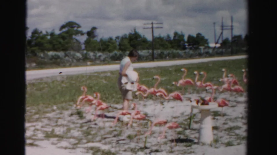 A woman bends near several pink flamingo ornaments in the Florida yard, with a road and utility poles behind her.