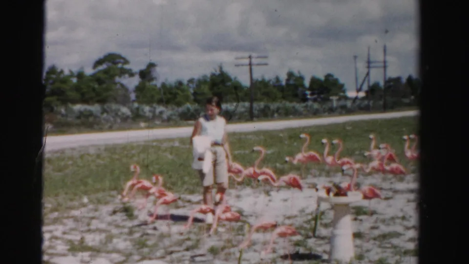 A woman faces the camera among pink flamingo lawn ornaments in 1955 Dade County, Florida, with road and utility poles behind.