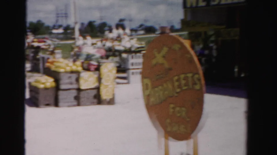 1955 Dade County, Florida frame showing a roadside parakeets for sale sign beside stacked citrus crates and outdoor merchandise.