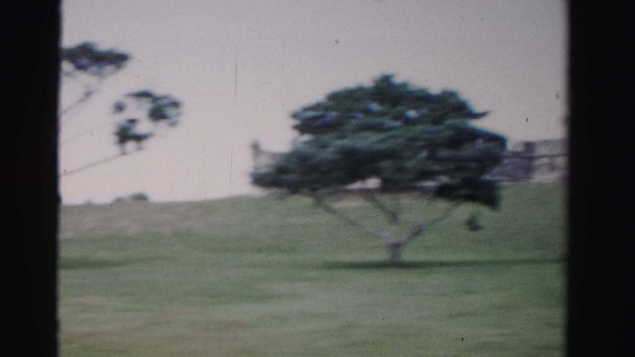 1955 Dade County home-movie frame of a windswept tree on open grass, with a low fort wall or rampart behind it.