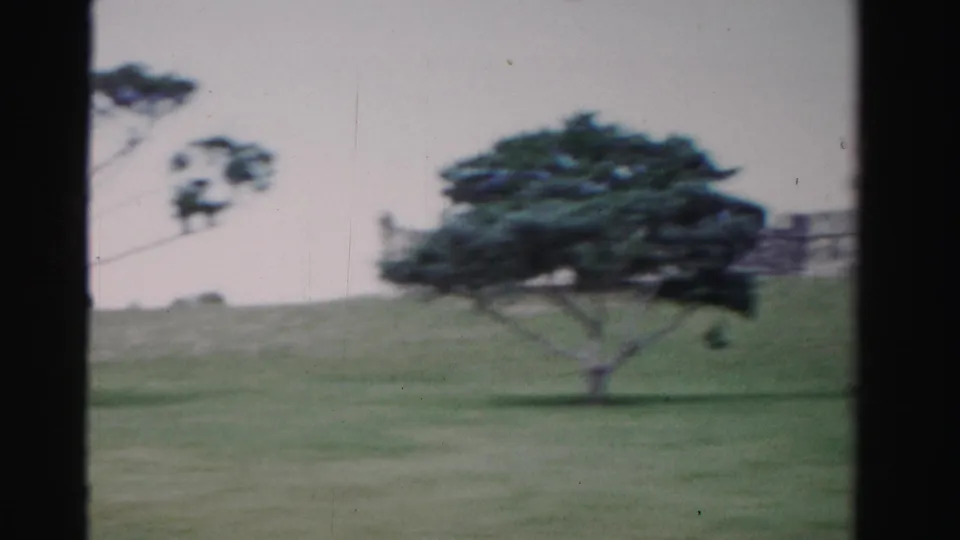 1955 Dade County home-movie frame of a windswept tree on open grass, with a low fort wall or rampart behind it.
