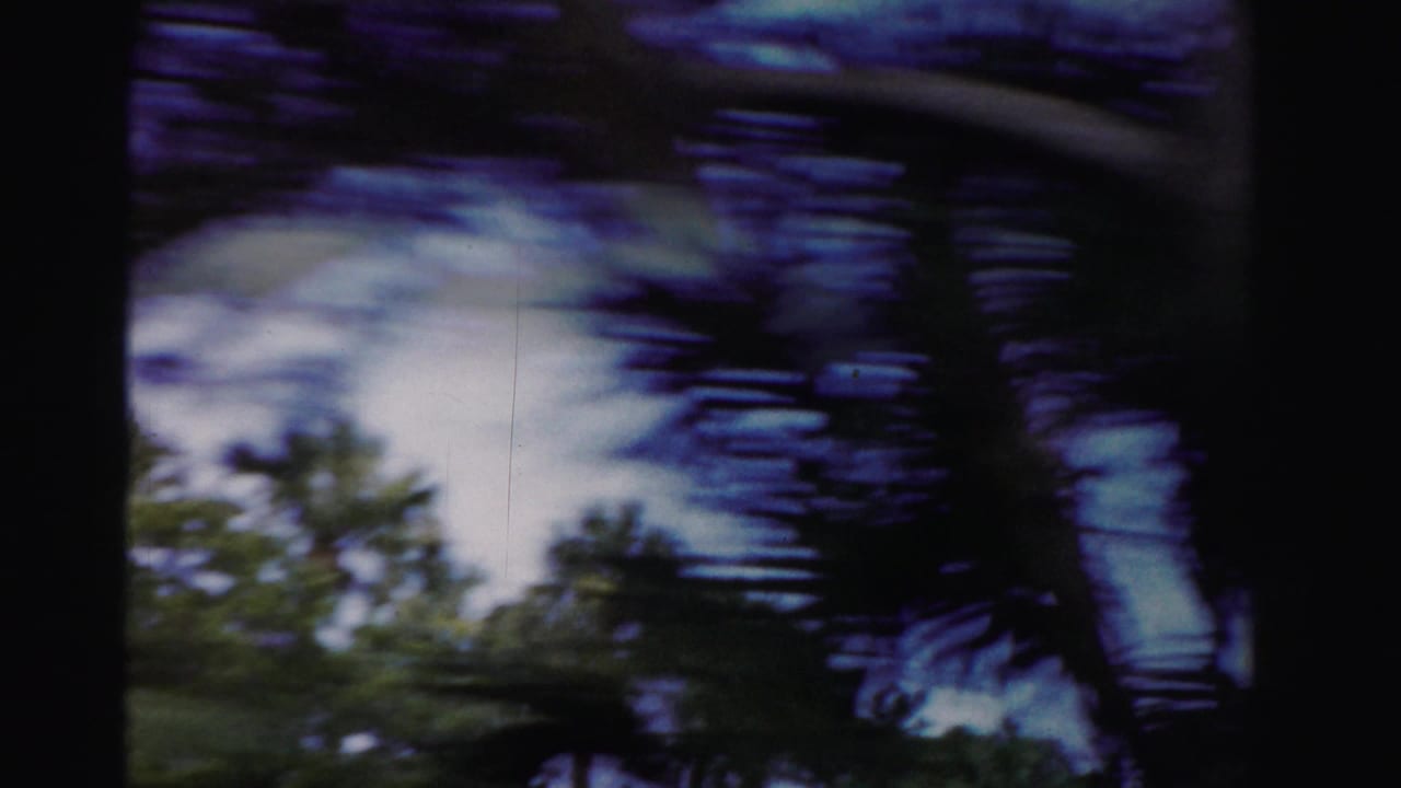 Dark palm fronds and blue sky streak across the frame during a moving shot.
