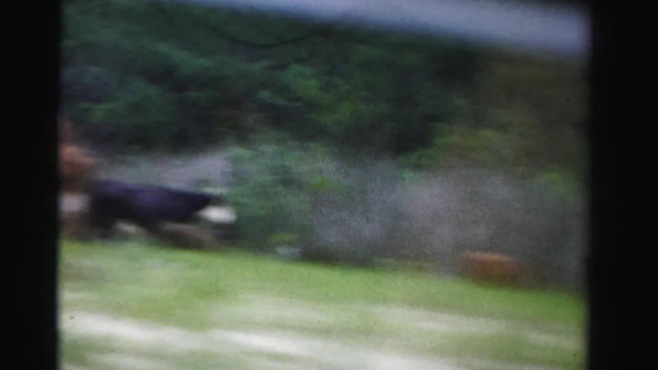 1955 Florida home-movie frame showing grass, bushes, and a blurred dark cow-like animal near the roadside.