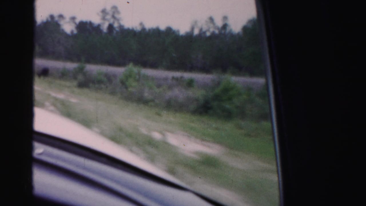 Moving-car view in Dade County, Florida, showing a grassy verge, pale dirt road edge, brush, and trees through the vehicle window.