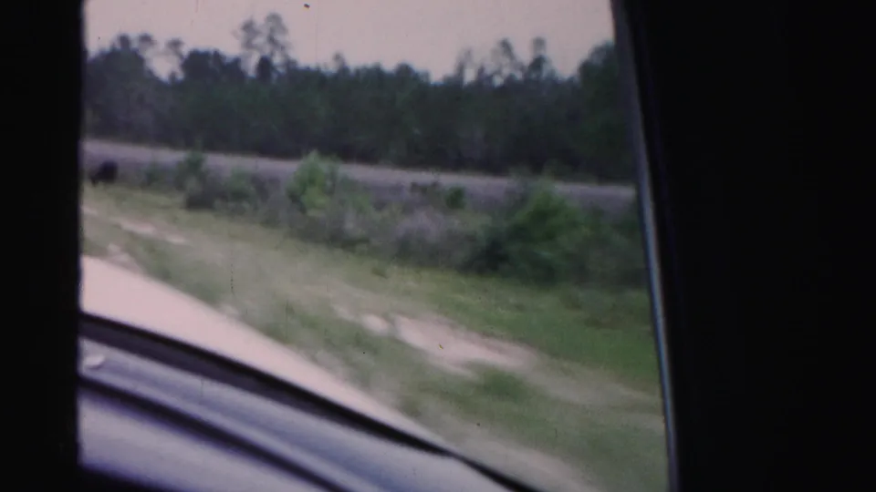 Moving-car view in Dade County, Florida, showing a grassy verge, pale dirt road edge, brush, and trees through the vehicle window.