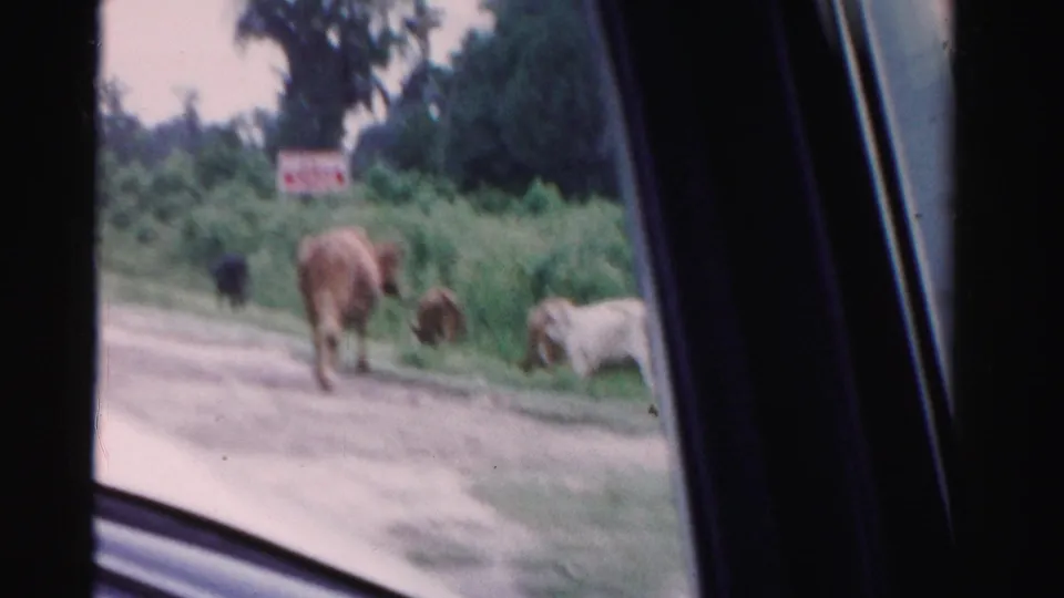 1955 Dade County roadside view through a car window, with several cattle near grass and brush beside a dirt road.