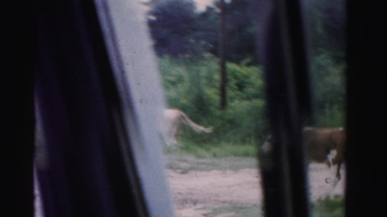 Brown-and-white cow glimpsed beside a road through a car window with dense greenery behind it.