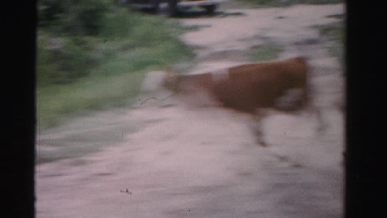 1955 Dade County home-movie frame with a brown cow moving along a pale dirt road beside roadside greenery.