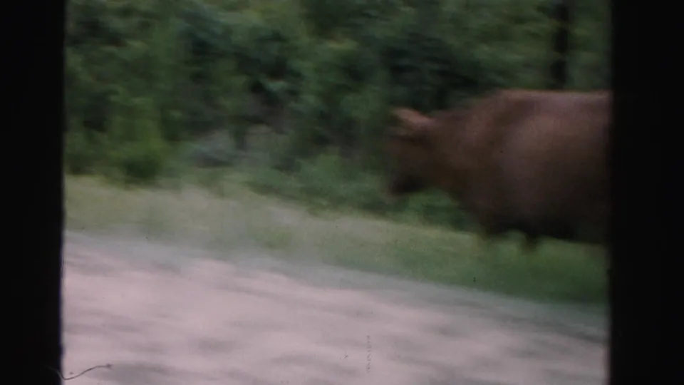 1955 Dade County 8mm frame showing a brown cow near the roadside, seen through a moving car with strong motion blur.