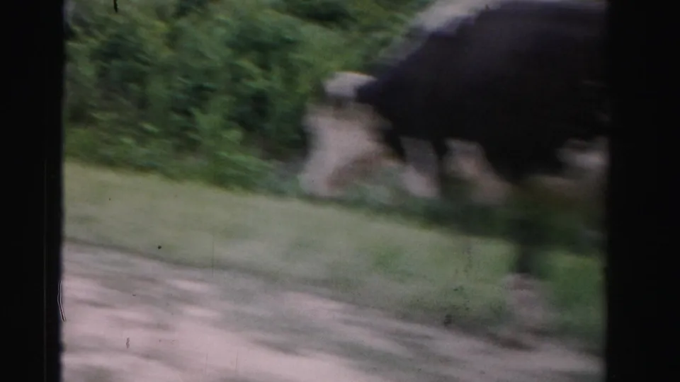 1955 Dade County frame with a black-and-white cow moving beside a rural road, filmed from inside a passing car.