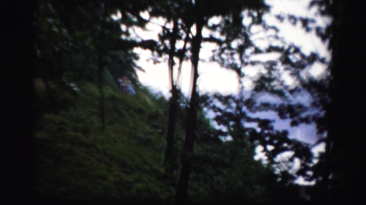 Soft 8mm frame from Albany-area home-movie footage showing dark trees, foliage, and a bright wooded opening beyond a grassy slope.
