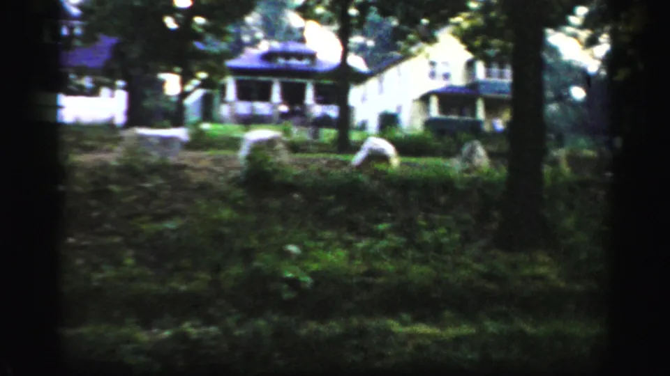 Soft 8mm view in Albany-area footage of houses beyond a grassy, tree-filled foreground with pale rocks or markers on the slope.