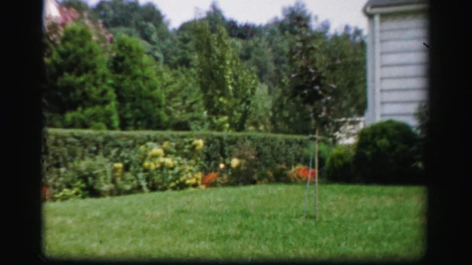 1956 Albany 8mm frame of a lawn and garden with hedge, red and yellow flowers, leafy trees, and the edge of a white house.