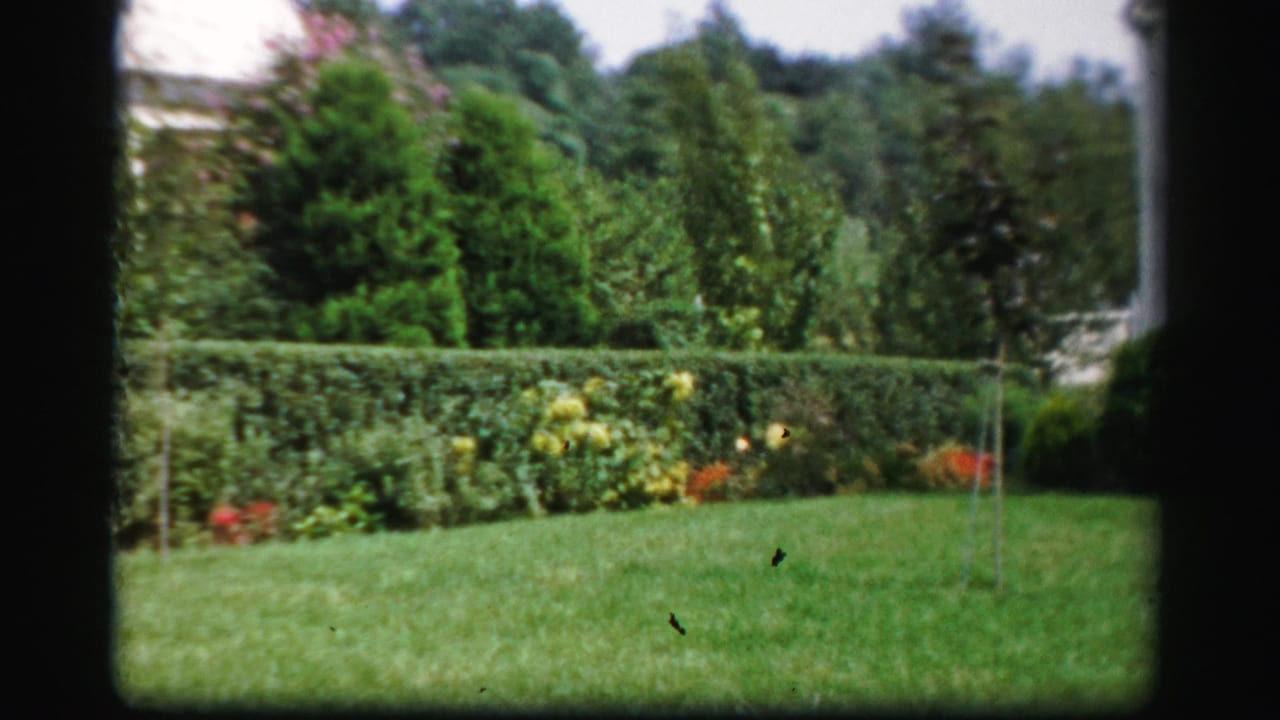 Green lawn bordered by hedges and flowerbeds in a residential garden.