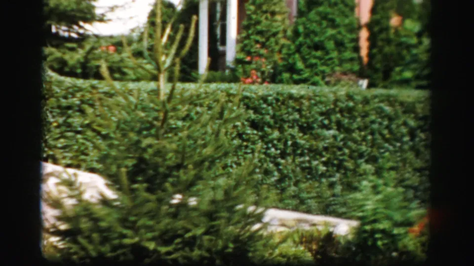 1950s Albany garden view with a dense hedge, young tree, shrubs, flowers, and a partial residential facade behind them.