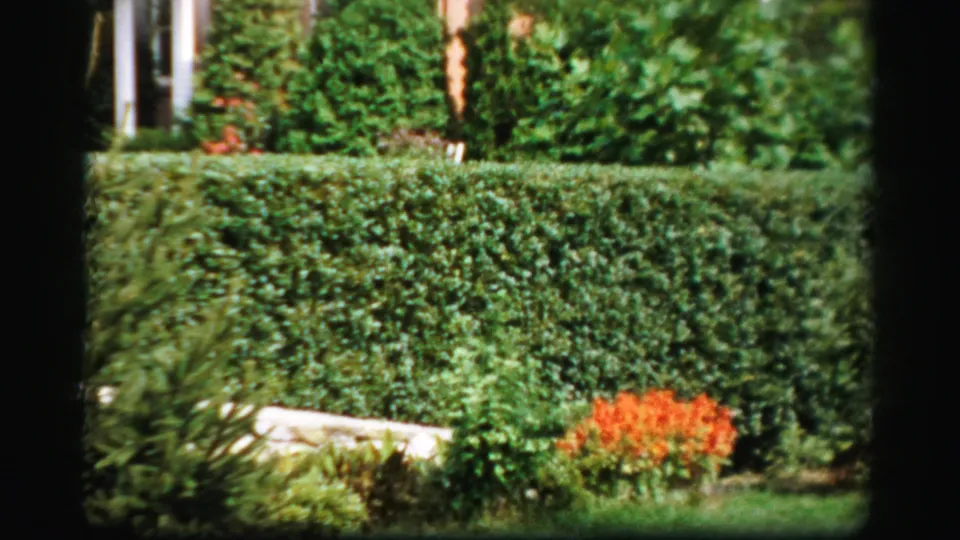 1950s Albany home-movie view of a dense hedge with orange flowers, shrubs, lawn, and a partial brick house exterior.